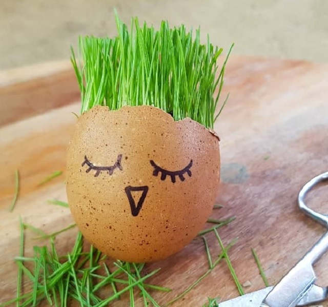کاشت سبزه داخل پوست تخم مرغ